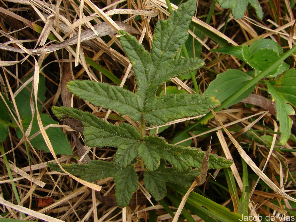 Valeriana moonii Arn. ex C.B.Clarke